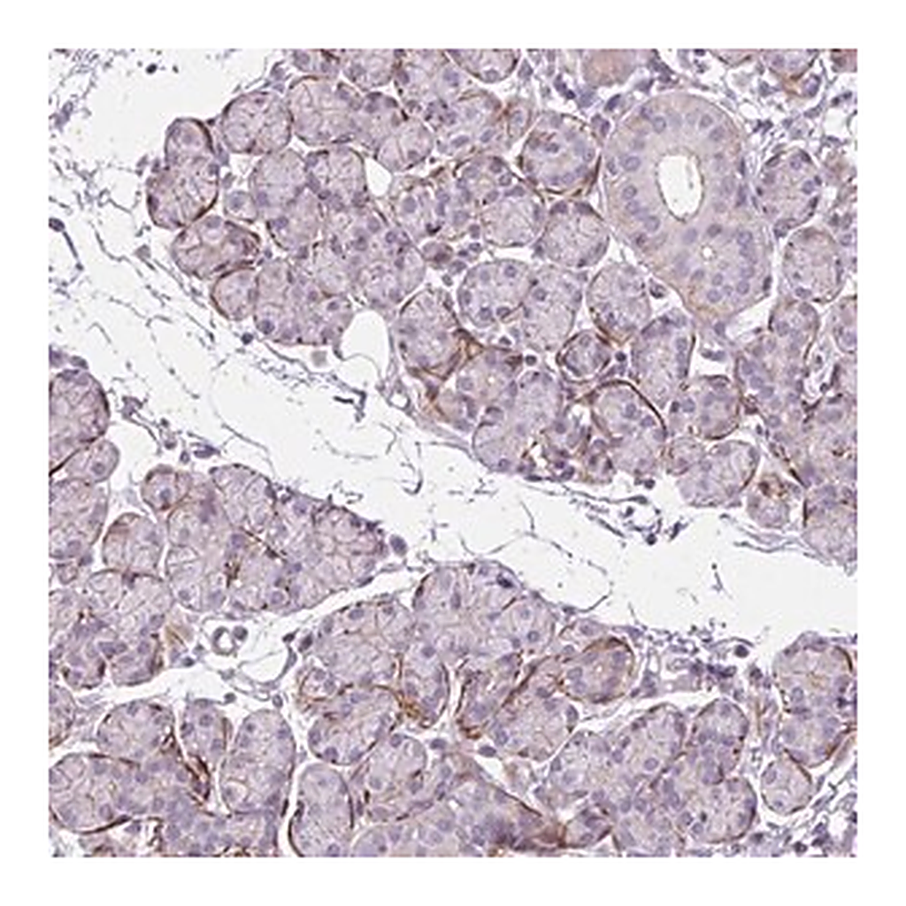 Merck Anti-ZNF197 antibody produced in rabbit