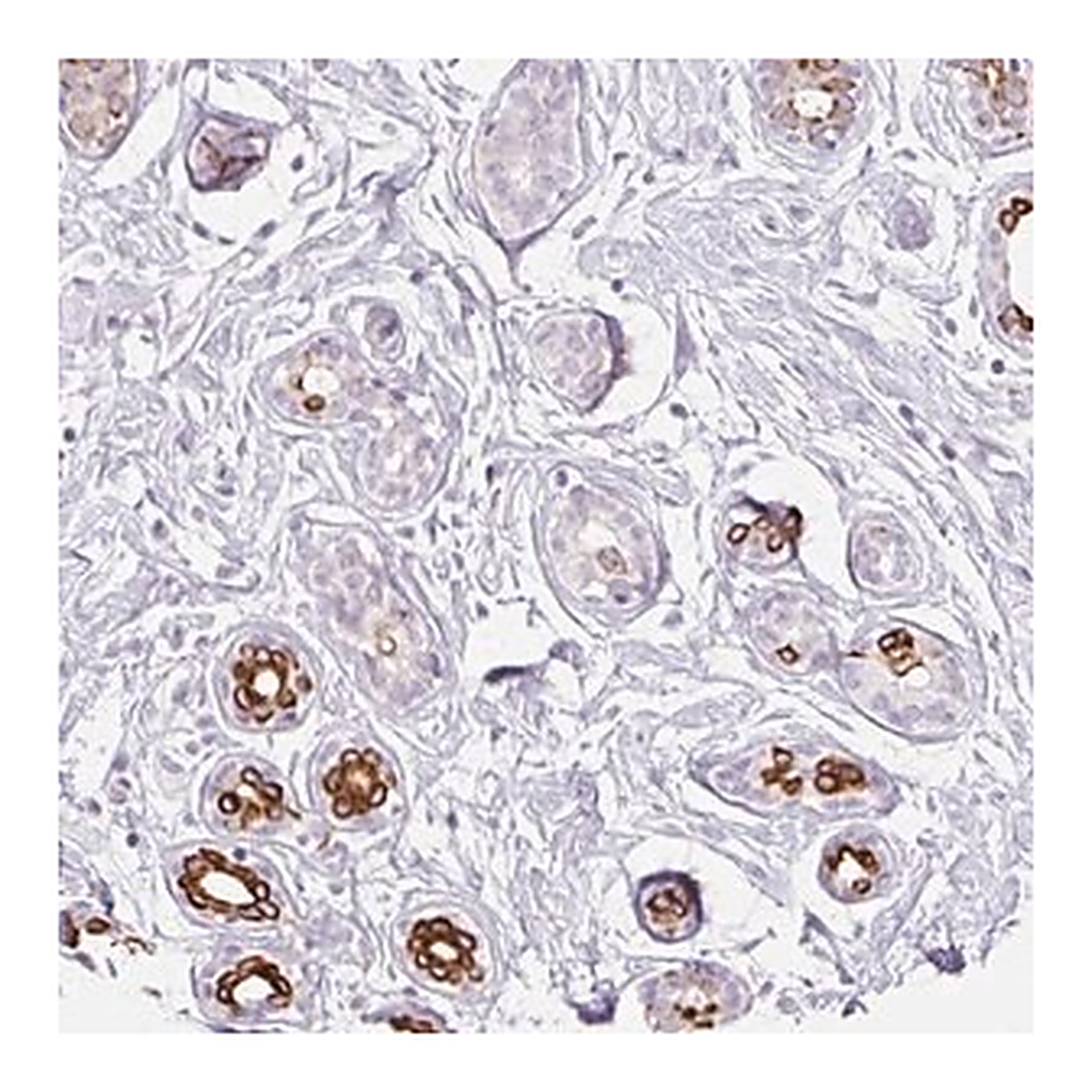 Merck Anti-IRX2 antibody produced in rabbit