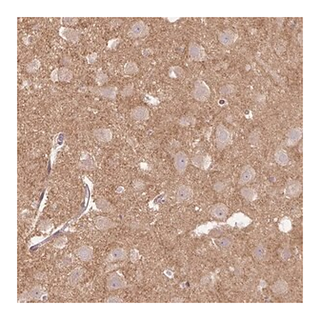 Merck Anti-FLRT1 antibody produced in rabbit