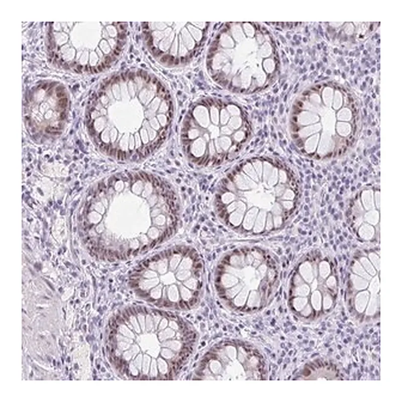 Merck Anti-NR1D2 antibody produced in rabbit