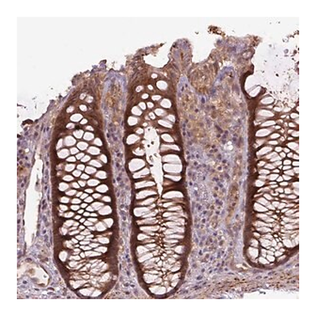 Merck Anti-ZSWIM7 antibody produced in rabbit