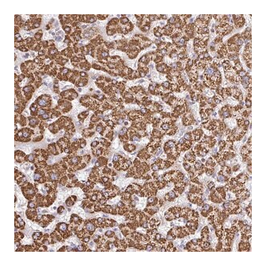 Merck Anti-TTC39B antibody produced in rabbit