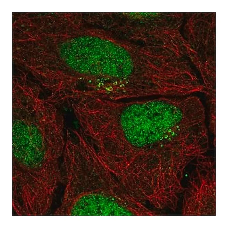Merck Anti-PPP1R1C antibody produced in rabbit