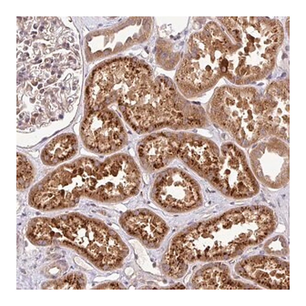 Merck Anti-UBE4A antibody produced in rabbit