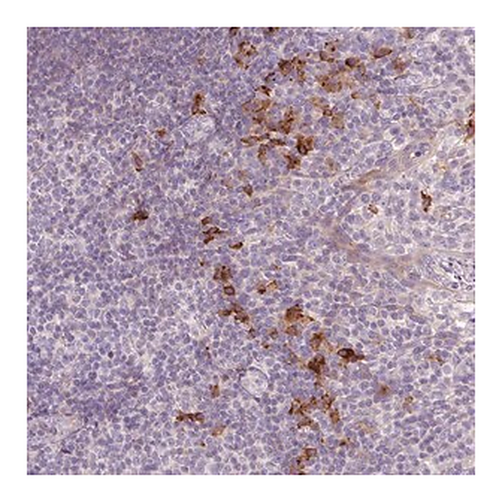 Merck Anti-HAX1 antibody produced in rabbit