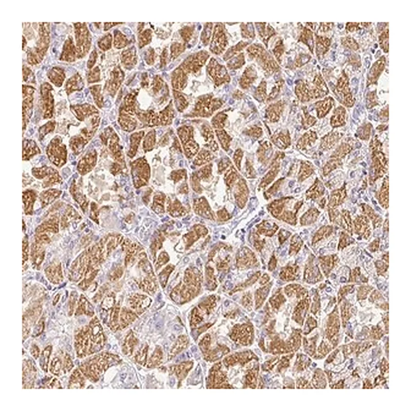 Merck Anti-RPS2 antibody produced in rabbit