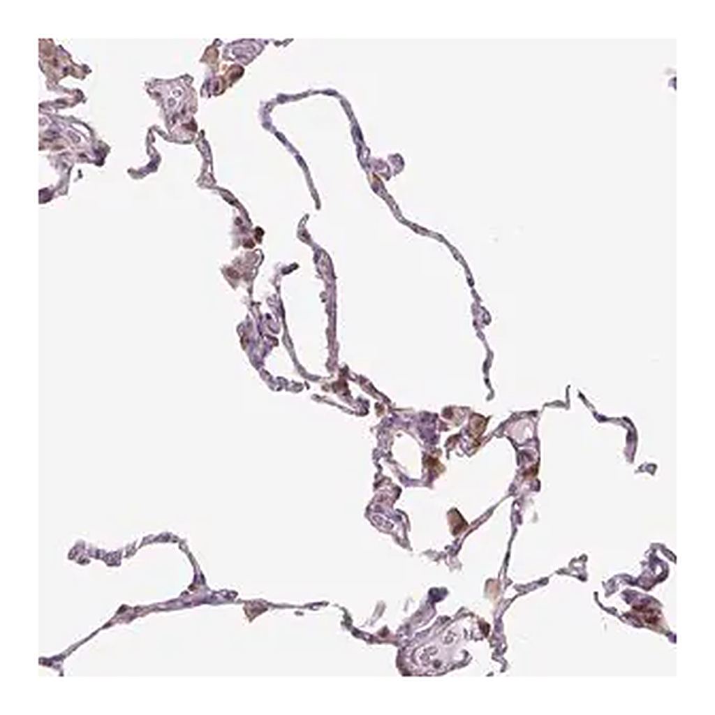 Merck Anti-SPSB2 antibody produced in rabbit