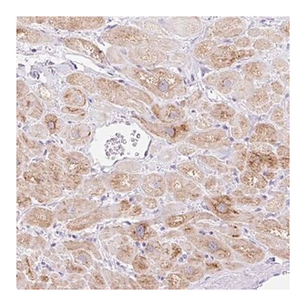 Merck Anti-ITPK1 antibody produced in rabbit