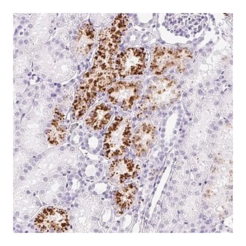 Merck Anti-TMEM200B antibody produced in rabbit