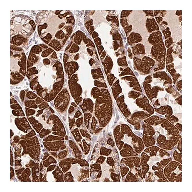 Merck Anti-MFSD9 antibody produced in rabbit