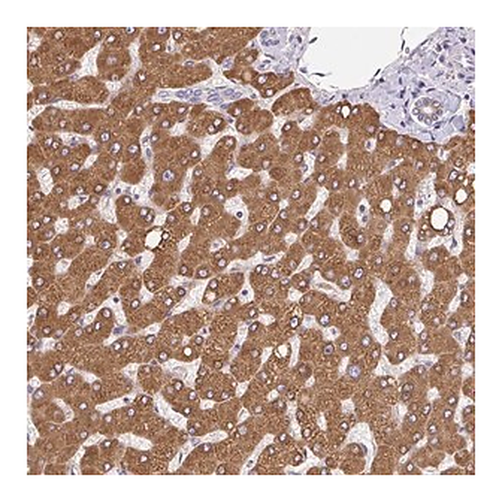 Merck Anti-EML5 antibody produced in rabbit