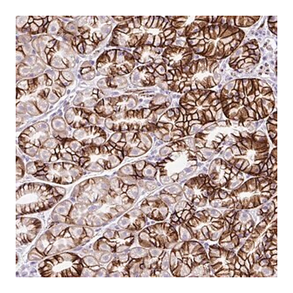 Merck Anti-ZNF256 antibody produced in rabbit