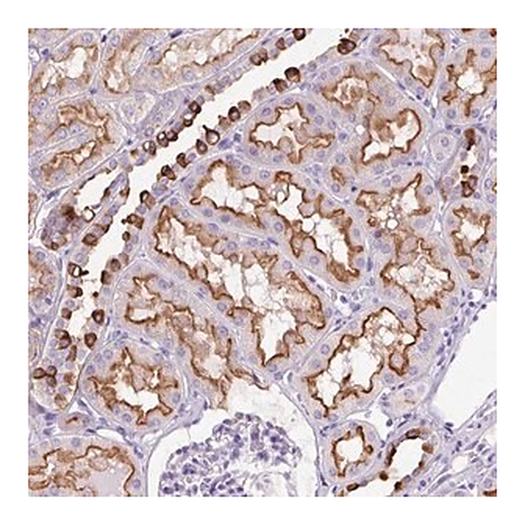 Merck Anti-FBXL7 antibody produced in rabbit