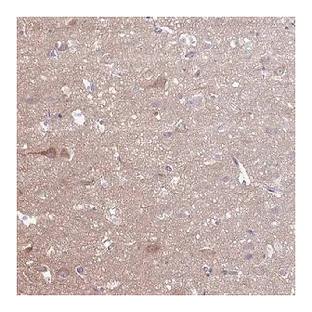 Merck Anti-HYPK antibody produced in rabbit