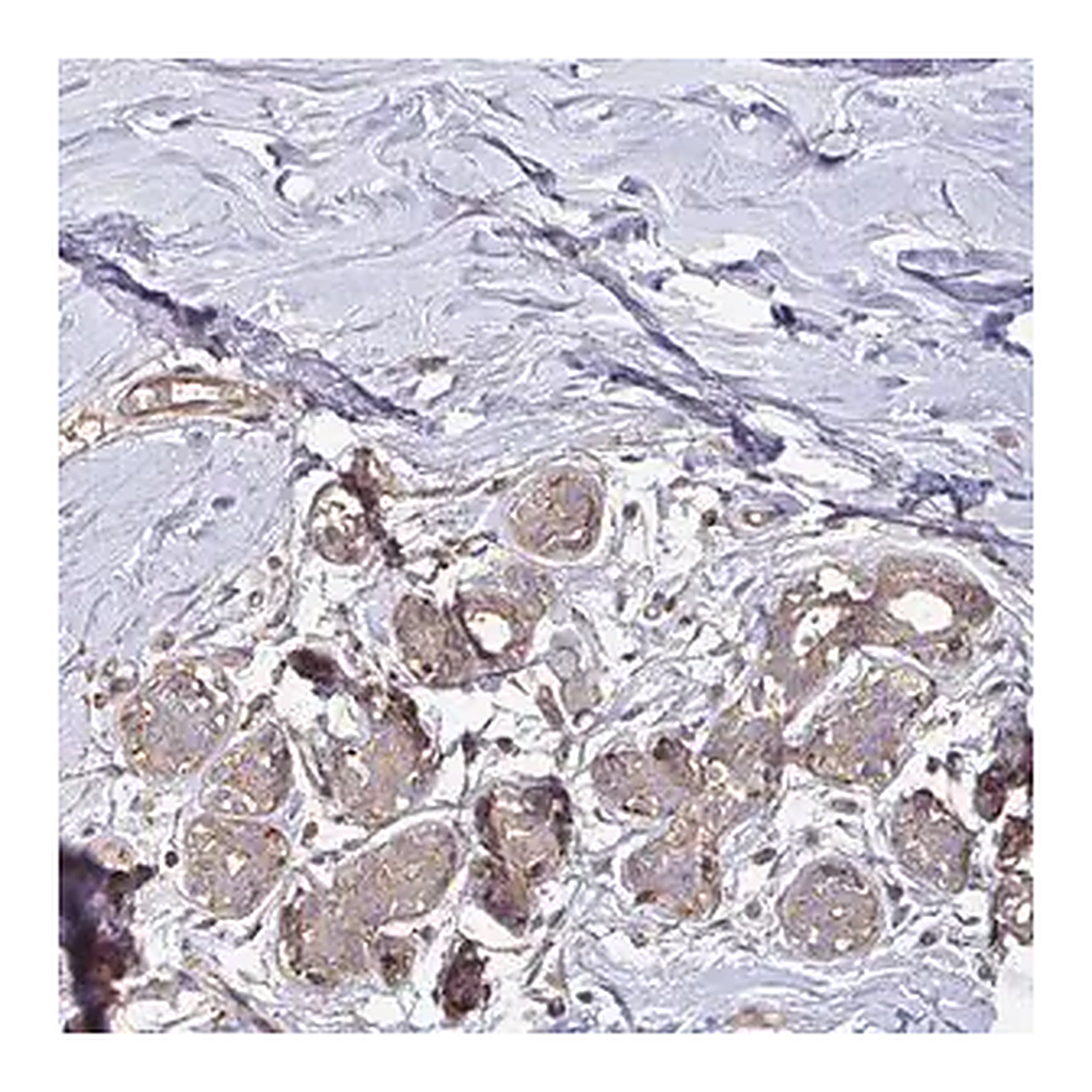 Merck Anti-TNMD antibody produced in rabbit