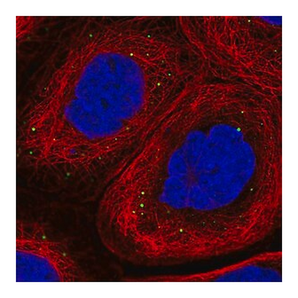 Merck Anti-ADAM19 antibody produced in rabbit