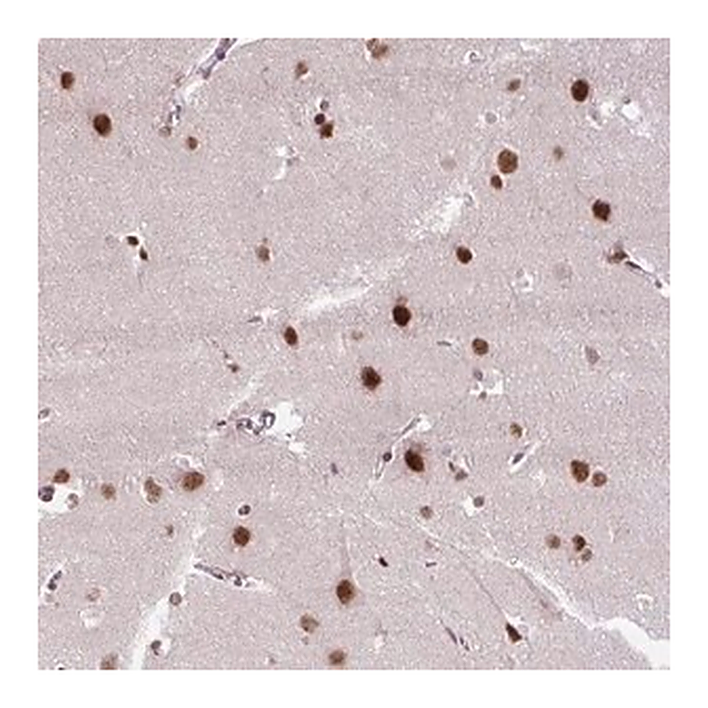 Merck Anti-ZNF672 antibody produced in rabbit