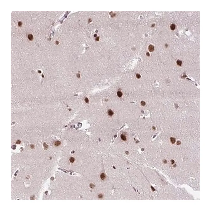 Merck Anti-ZNF672 antibody produced in rabbit