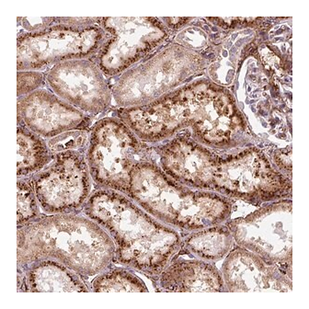 Merck Anti-MRPS5 antibody produced in rabbit