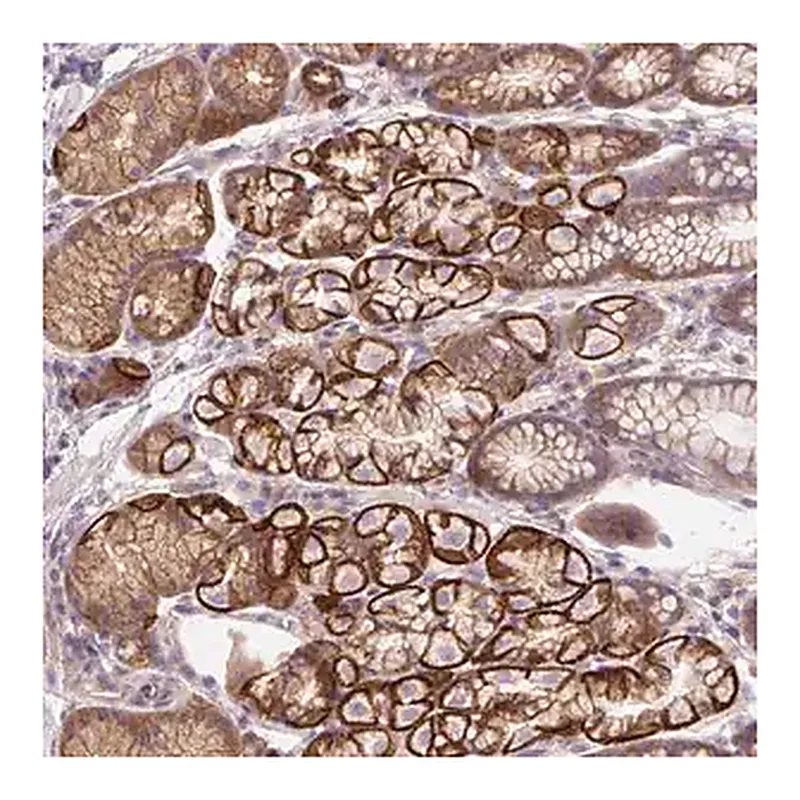 Merck Anti-OR4K15 antibody produced in rabbit