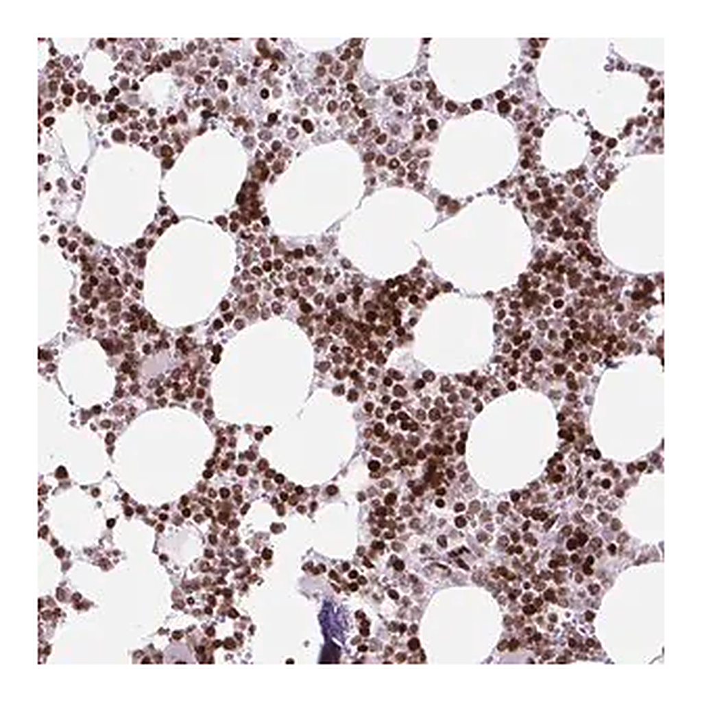Merck Anti-HIST1H1C antibody produced in rabbit