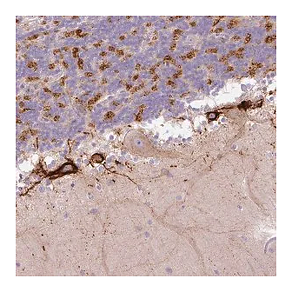 Merck Anti-HAPLN4 antibody produced in rabbit