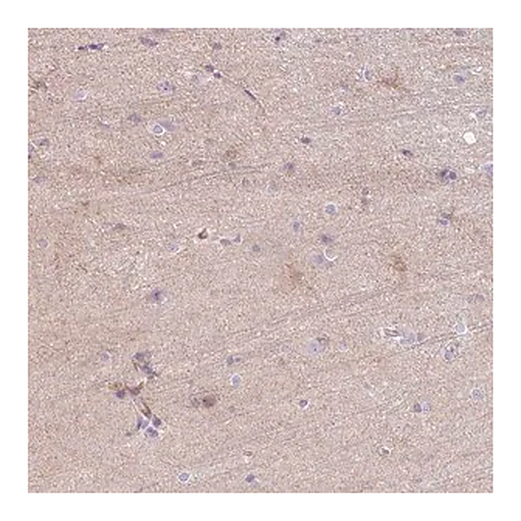 Merck Anti-C2CD4C antibody produced in rabbit