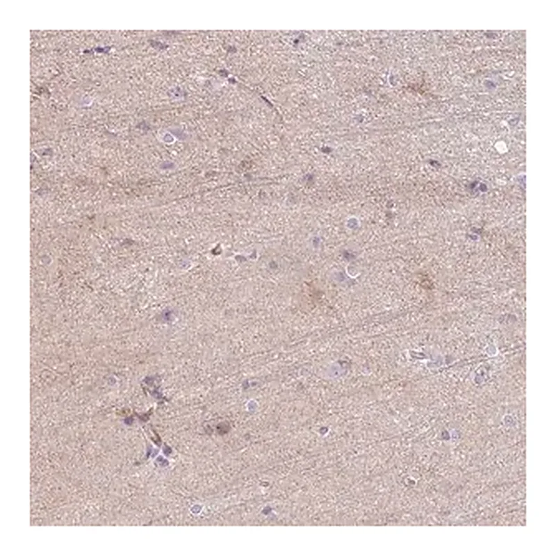 Merck Anti-C2CD4C antibody produced in rabbit