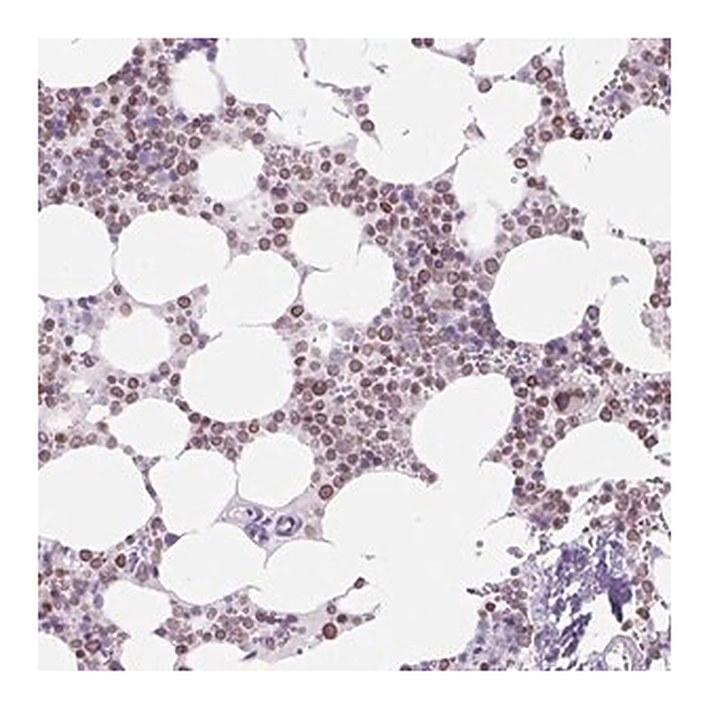Merck Anti-VPREB1 antibody produced in rabbit