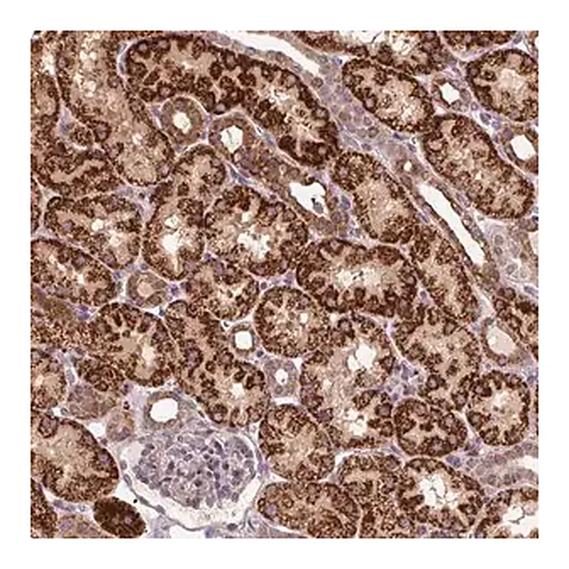 Merck Anti-TMEM160 antibody produced in rabbit