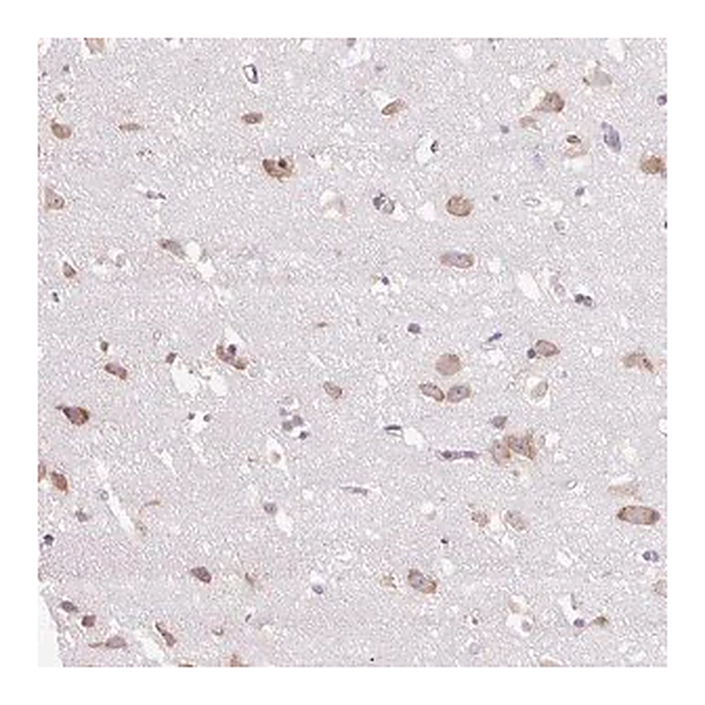 Merck Anti-GPR45 antibody produced in rabbit