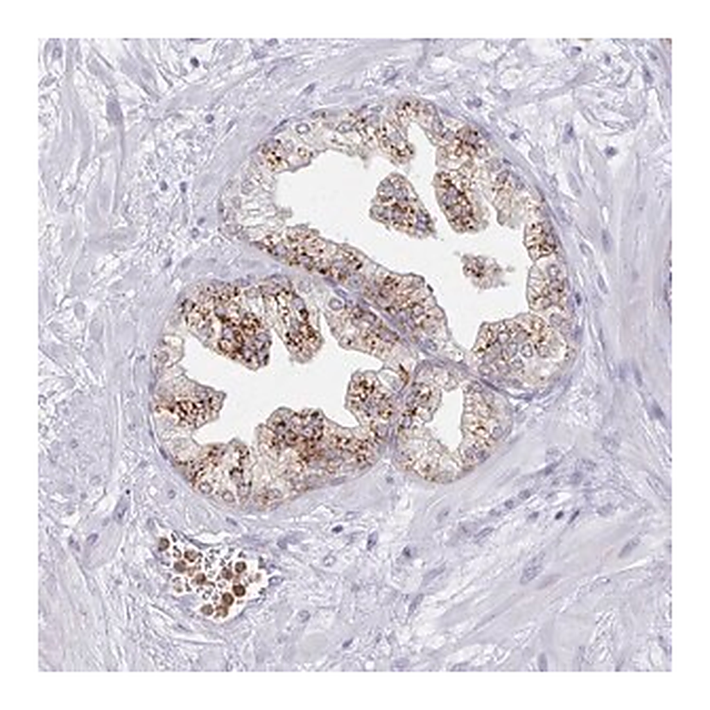 Merck Anti-ACTR3C antibody produced in rabbit