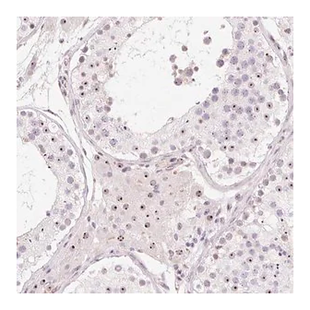 Merck Anti-OBP2A antibody produced in rabbit