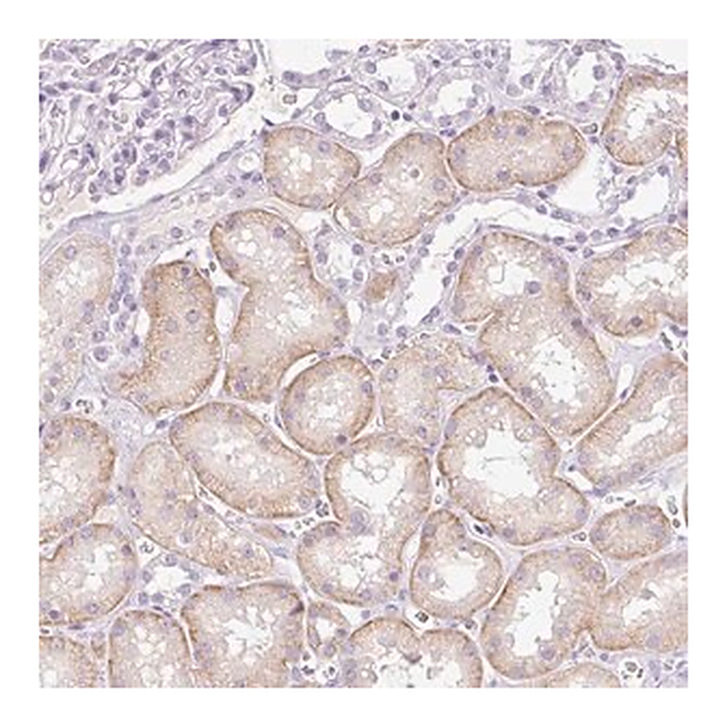Merck Anti-PALM3 antibody produced in rabbit