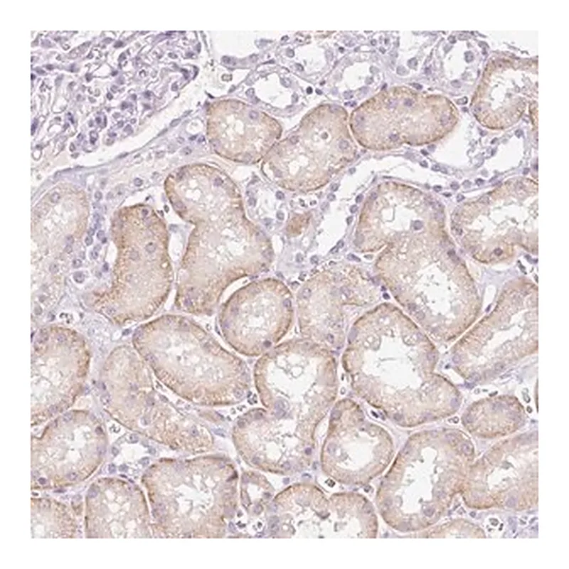 Merck Anti-PALM3 antibody produced in rabbit