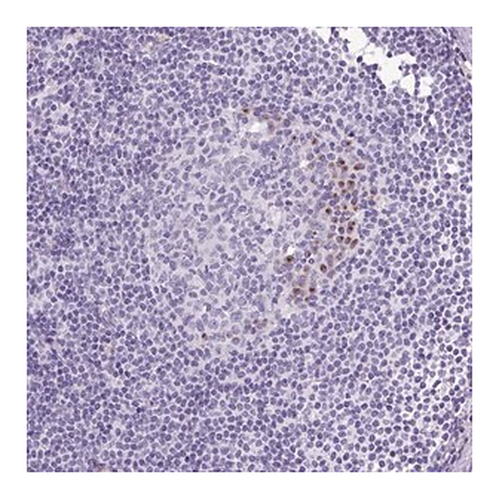 Merck Anti-MFSD3 antibody produced in rabbit