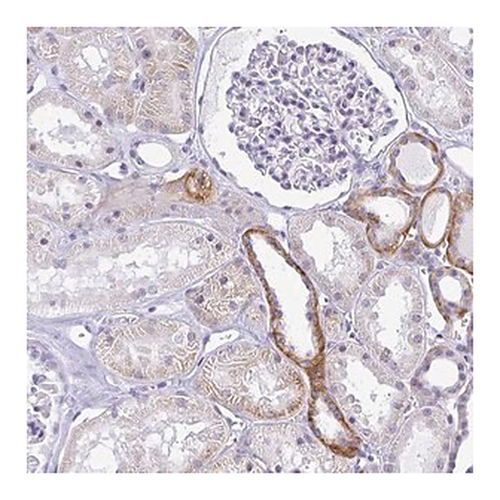 Merck Anti-PRRG1 antibody produced in rabbit