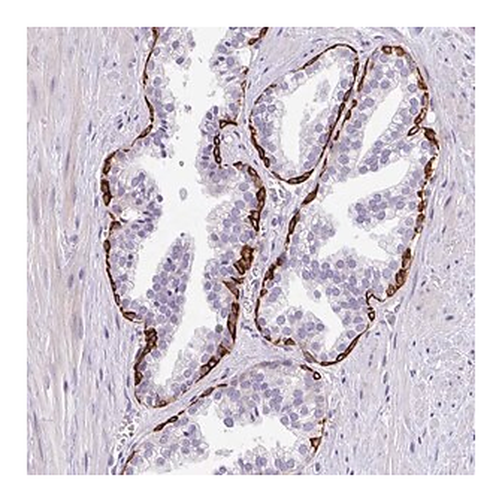 Merck Anti-LRRC26 antibody produced in rabbit