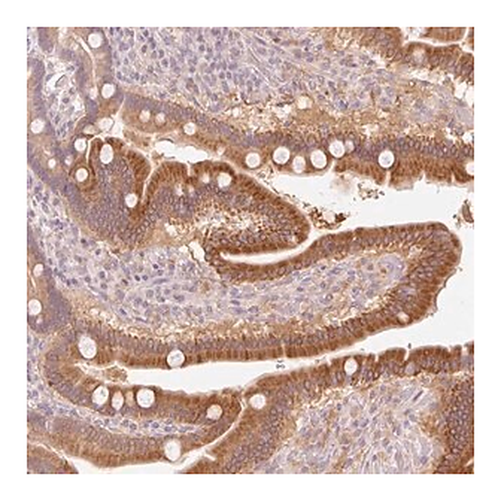 Merck Anti-HEBP1 antibody produced in rabbit