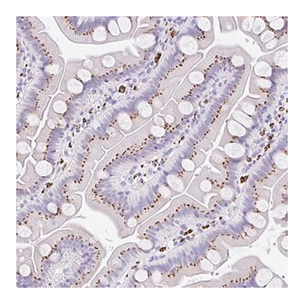Merck Anti-CPTP antibody produced in rabbit
