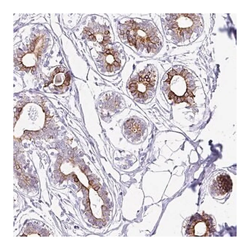 Merck Anti-CLDND2 antibody produced in rabbit