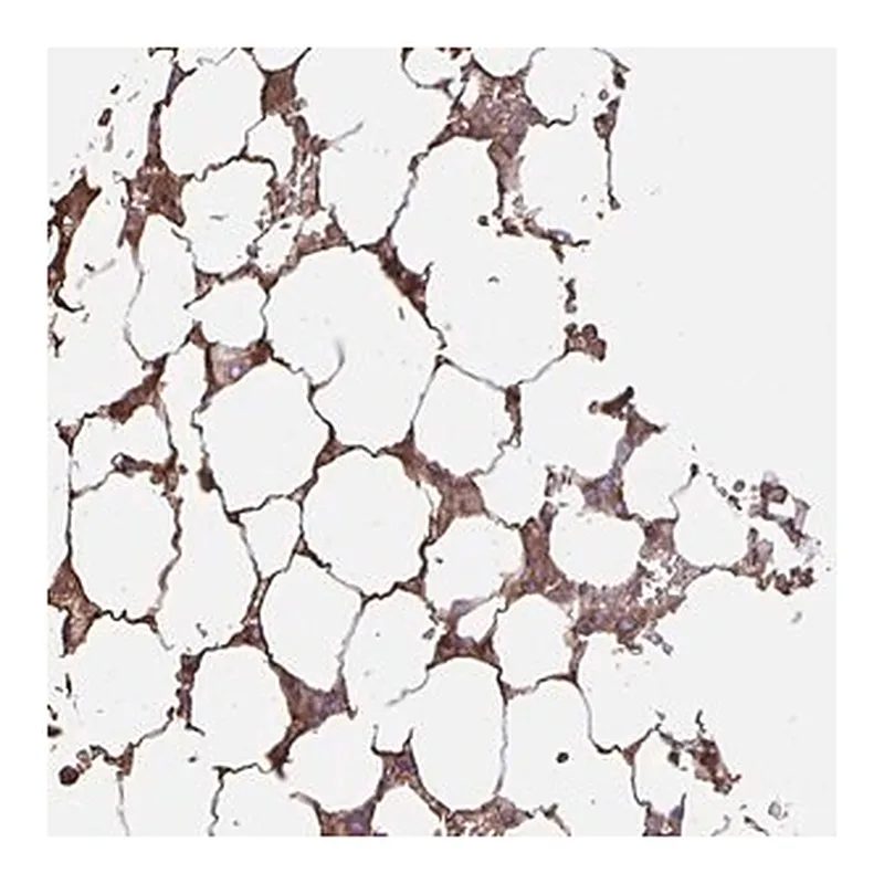 Merck Anti-LARGE2 antibody produced in rabbit