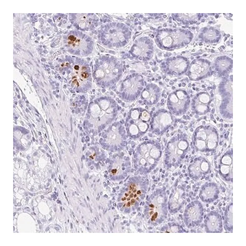 Merck Anti-NDUFAF8 antibody produced in rabbit
