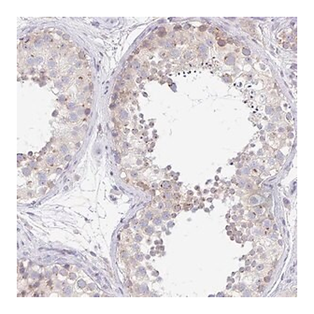 Merck Anti-PROSER3 antibody produced in rabbit
