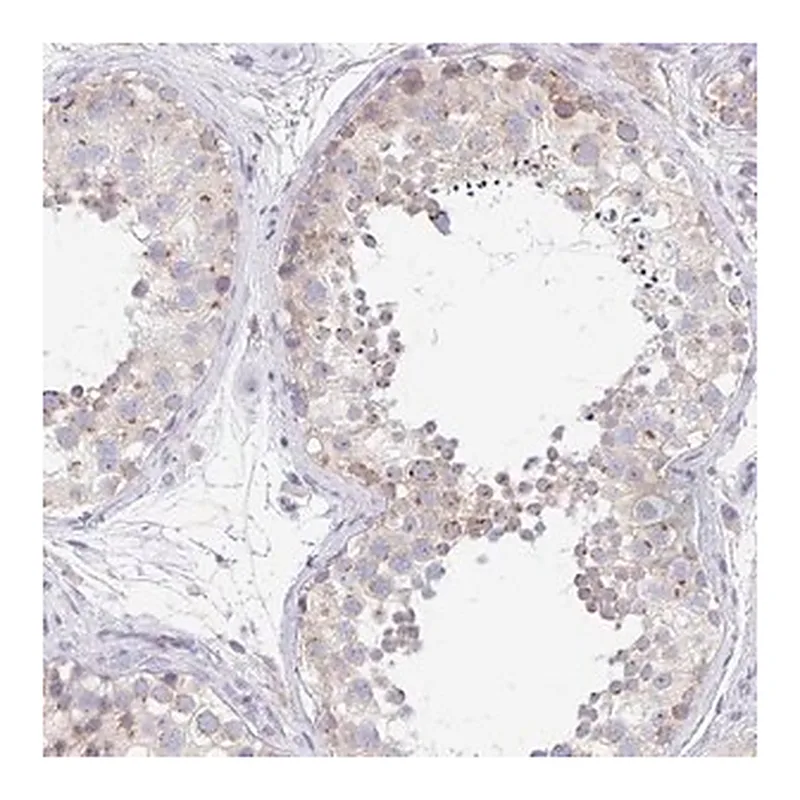 Merck Anti-PROSER3 antibody produced in rabbit