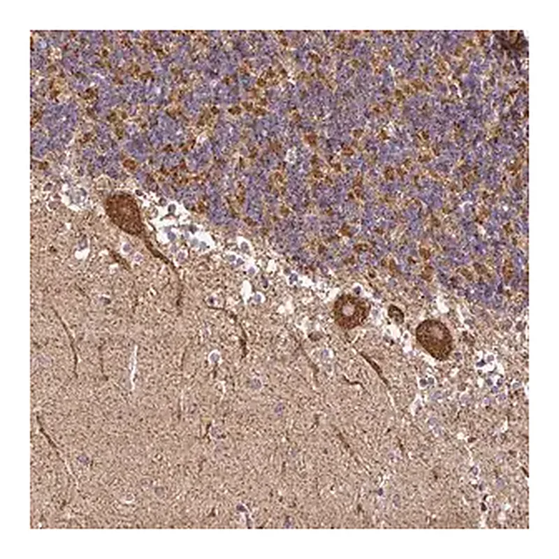 Merck Anti-ANKRD33B antibody produced in rabbit