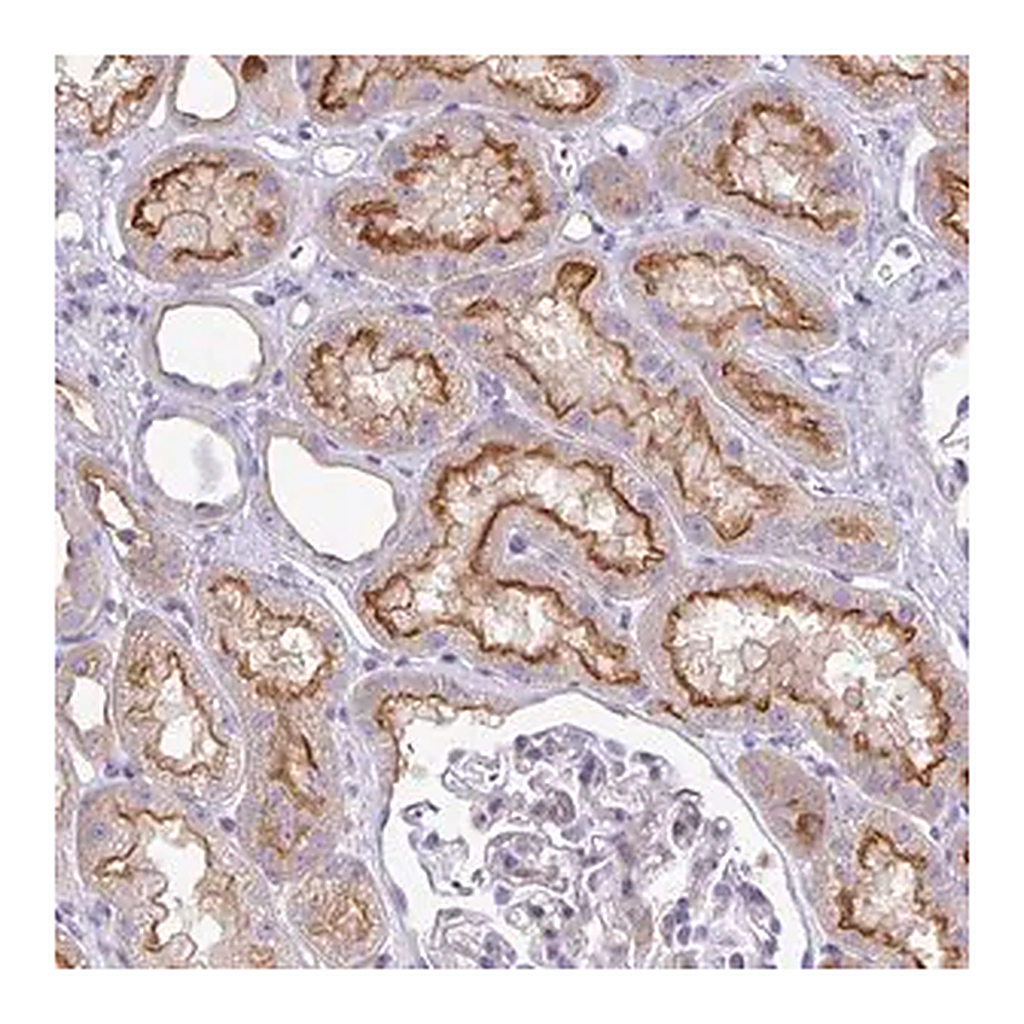 Merck Anti-ABCC5 antibody produced in rabbit