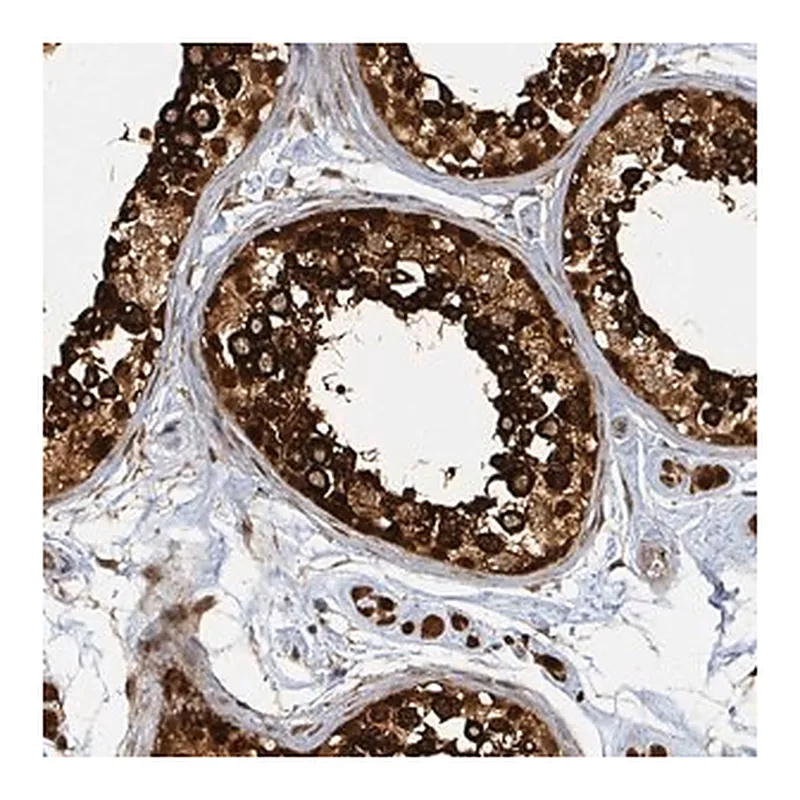Merck Anti-PSMB7 antibody produced in rabbit