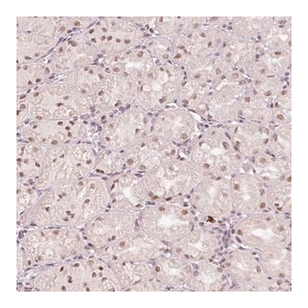 Merck Anti-BCAS3 antibody produced in rabbit