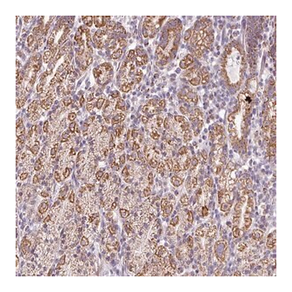 Merck Anti-ZNF615 antibody produced in rabbit